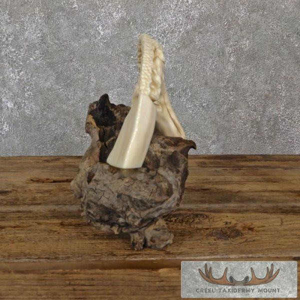 Carved Hippopotamus Tooth Safari Decor For Sale - Image 6