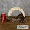 Carved Hippopotamus Tooth Safari Decor For Sale - Image 7