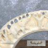 Carved Hippopotamus Tooth Safari Decor For Sale - Image 9