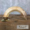 Scrimshaw Hippopotamus Tooth Safari Decor For Sale - Image 5