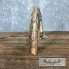 Scrimshaw Hippopotamus Tooth Safari Decor For Sale - Image 3