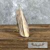 Scrimshaw Hippopotamus Tooth Safari Decor For Sale - Image 6