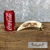 Scrimshaw Hippopotamus Tooth Safari Decor For Sale - Image 7