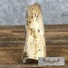 Scrimshaw Warthog Tooth Safari Decor For Sale - Image 4