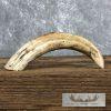 Scrimshaw Warthog Tooth Safari Decor For Sale - Image 2