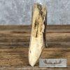 Scrimshaw Warthog Tooth Safari Decor For Sale - Image 3