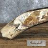 Scrimshaw Warthog Tooth Safari Decor For Sale - Image 5