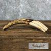 Scrimshaw Warthog Tooth Safari Decor For Sale - Image 2