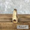 Scrimshaw Warthog Tooth Safari Decor For Sale - Image 3
