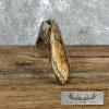 Scrimshaw Warthog Tooth Safari Decor For Sale - Image 4