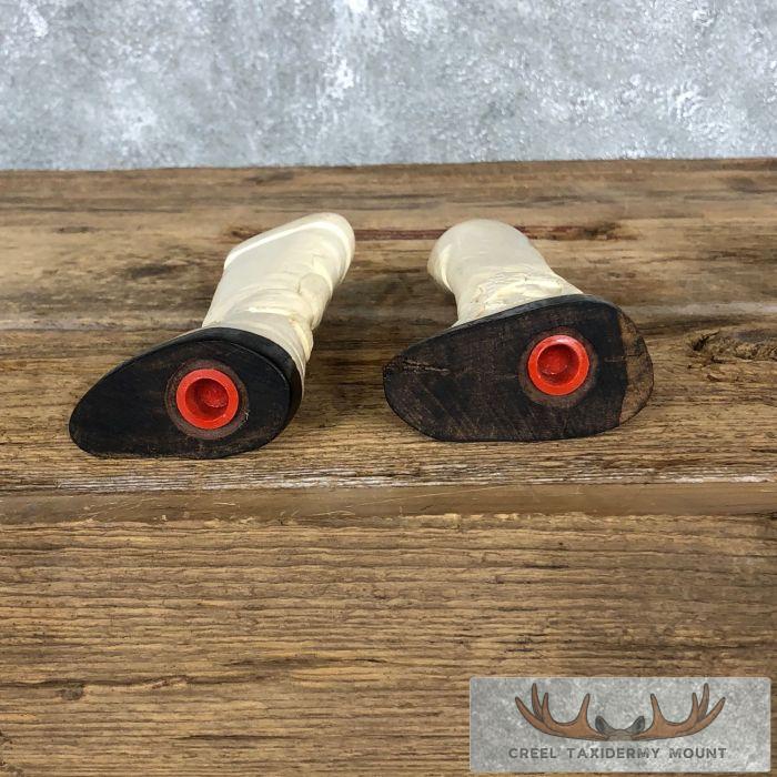 Giraffe Bone Salt Shakers For Sale - Image 7