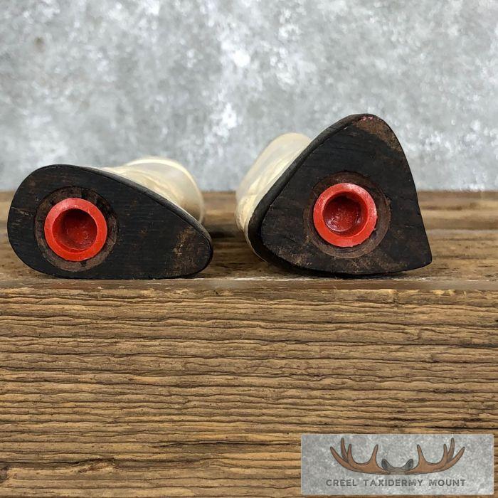 Giraffe Bone Salt Shakers For Sale - Image 9