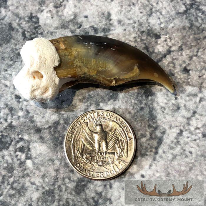 Authentic Polar Bear Claw Taxidermy For Sale - Image 2