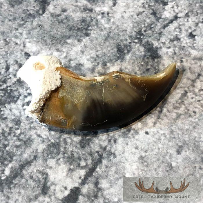 Authentic Polar Bear Claw Taxidermy For Sale - Image 5