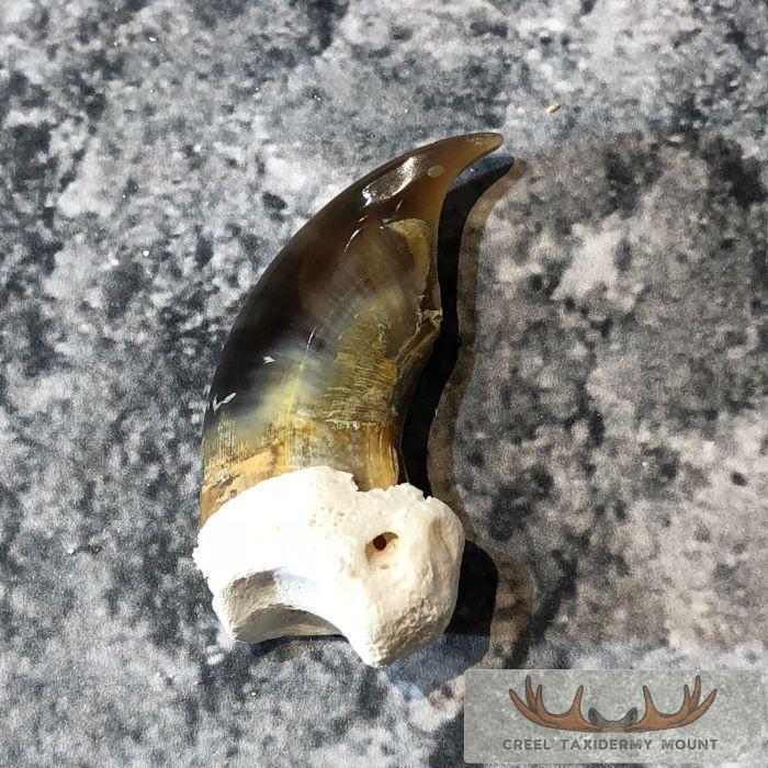 Authentic Polar Bear Claw Taxidermy For Sale - Image 3