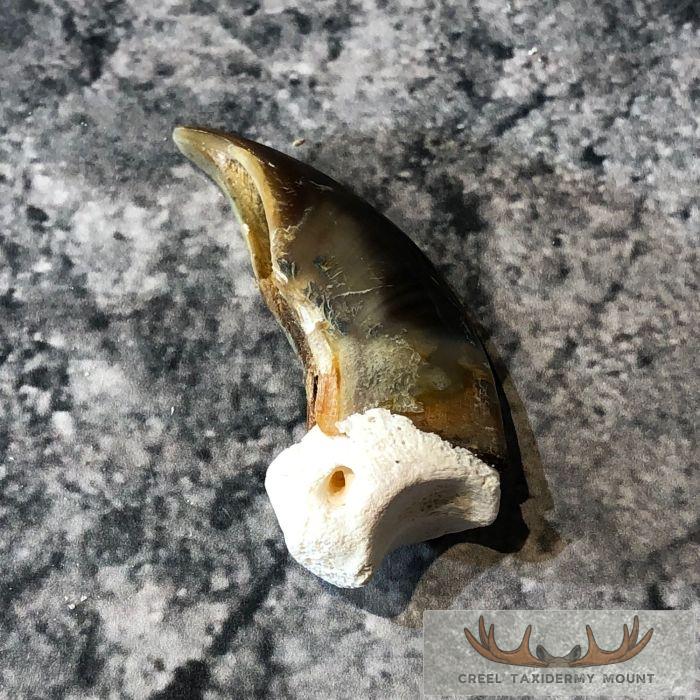Authentic Polar Bear Claw Taxidermy For Sale - Image 4