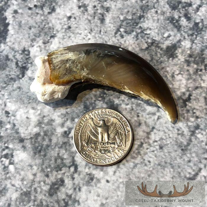 Authentic Polar Bear Claw Taxidermy For Sale - Image 2