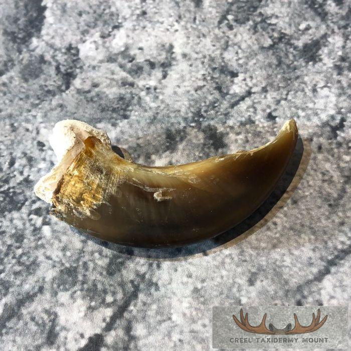 Authentic Polar Bear Claw Taxidermy For Sale - Image 5