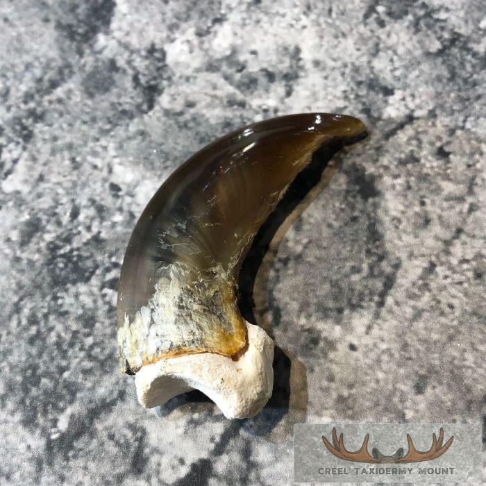 Authentic Polar Bear Claw Taxidermy For Sale - Image 3