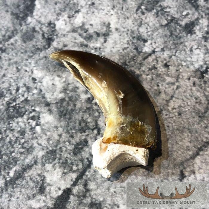 Authentic Polar Bear Claw Taxidermy For Sale - Image 4