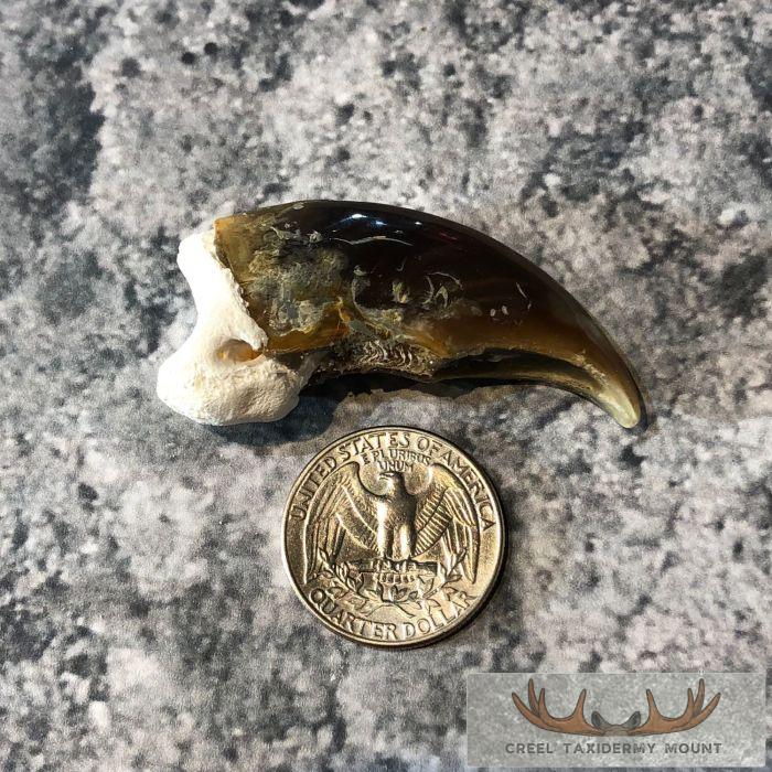 Authentic Polar Bear Claw Taxidermy For Sale - Image 2