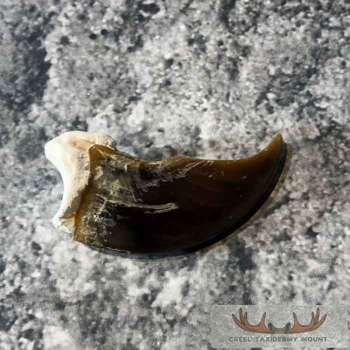 Authentic Polar Bear Claw Taxidermy For Sale - Image 5