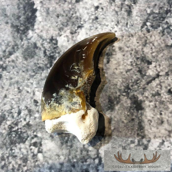 Authentic Polar Bear Claw Taxidermy For Sale - Image 4