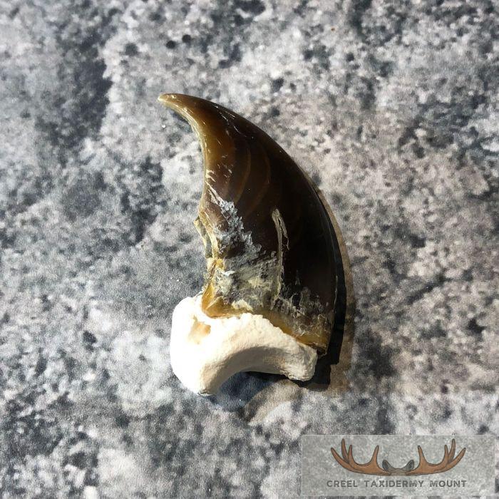 Authentic Polar Bear Claw Taxidermy For Sale - Image 3