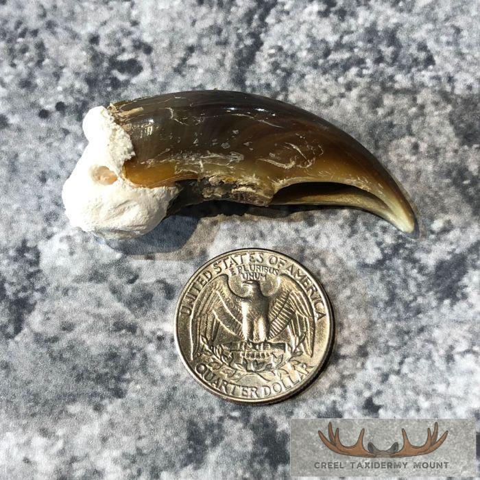 Authentic Polar Bear Claw Taxidermy For Sale - Image 2