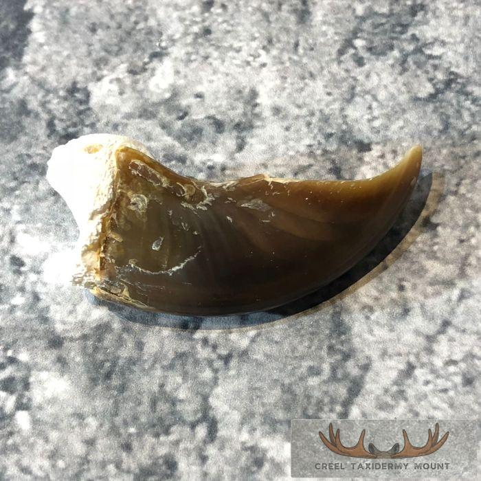 Authentic Polar Bear Claw Taxidermy For Sale - Image 5