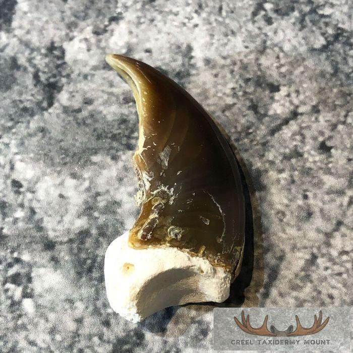 Authentic Polar Bear Claw Taxidermy For Sale - Image 4