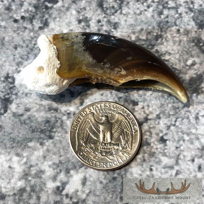 Authentic Polar Bear Claw Taxidermy For Sale - Image 2