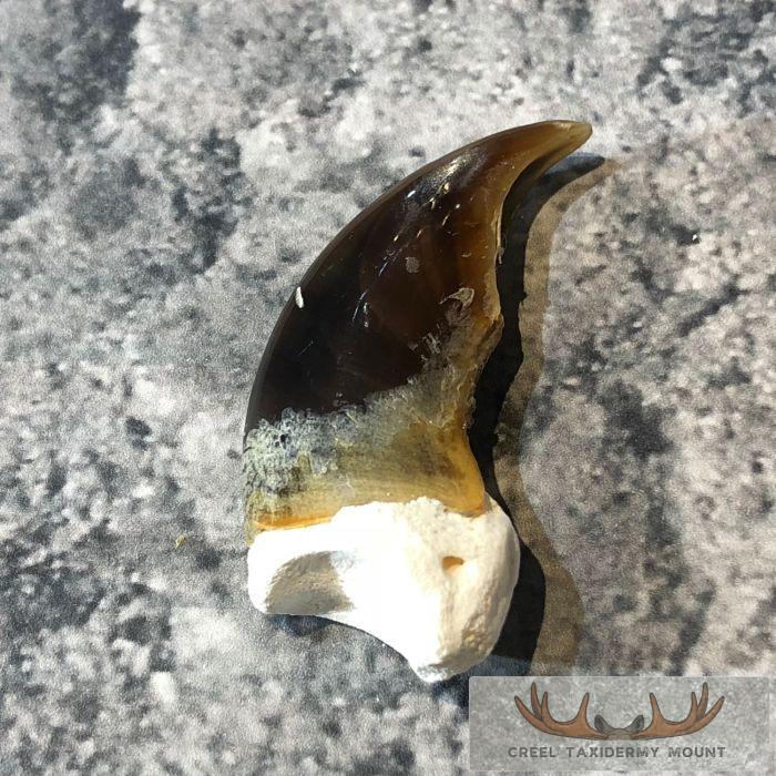 Authentic Polar Bear Claw Taxidermy For Sale - Image 3