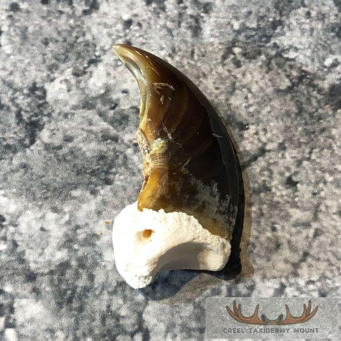 Authentic Polar Bear Claw Taxidermy For Sale - Image 4