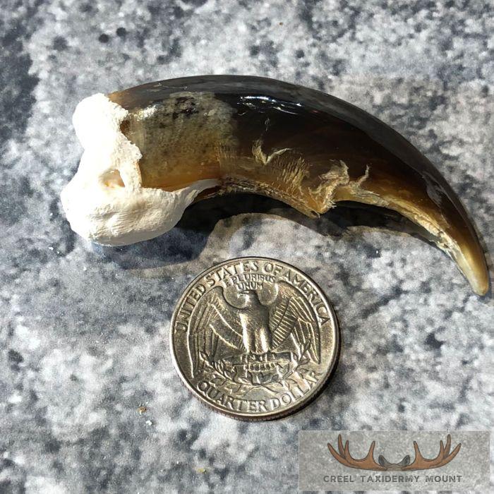 Authentic Polar Bear Claw Taxidermy For Sale - Image 2
