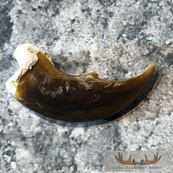 Authentic Polar Bear Claw Taxidermy For Sale - Image 5
