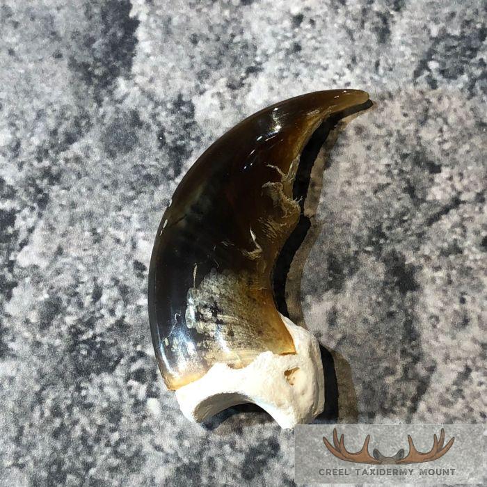 Authentic Polar Bear Claw Taxidermy For Sale - Image 3