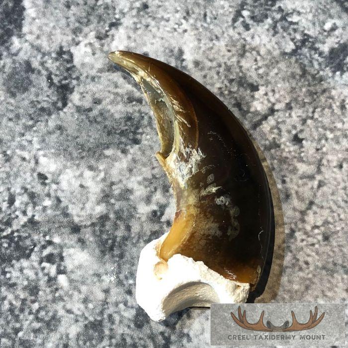 Authentic Polar Bear Claw Taxidermy For Sale - Image 4