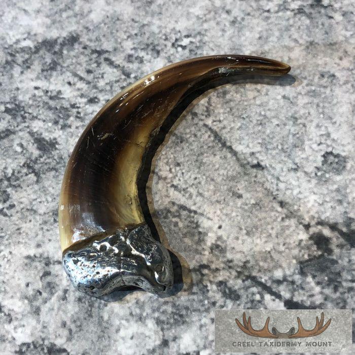 Grizzly Bear Claw Taxidermy For Sale - Image 4