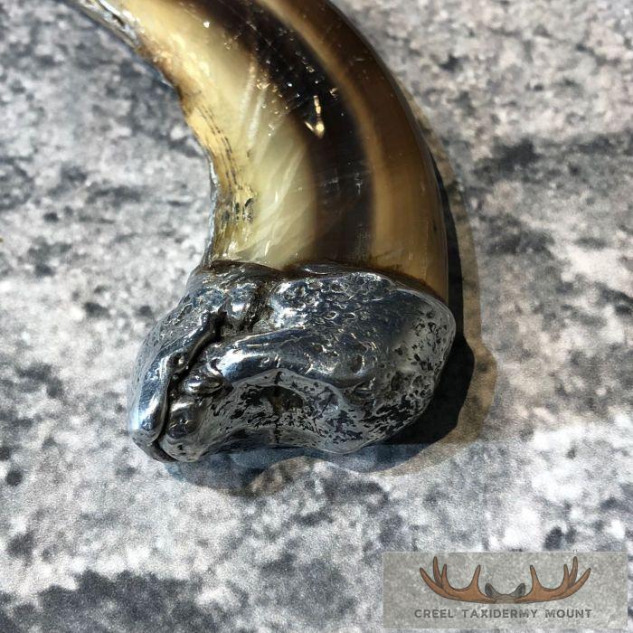 Grizzly Bear Claw Taxidermy For Sale - Image 7