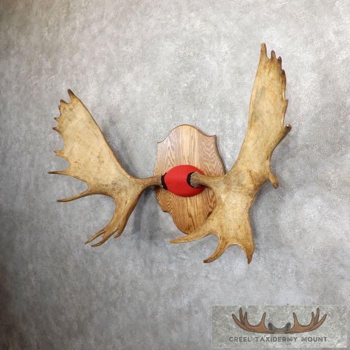 Canadian Moose Taxidermy Antler Plaque For Sale - Image 3