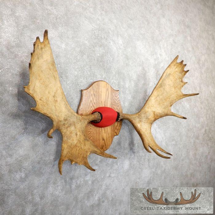 Canadian Moose Taxidermy Antler Plaque For Sale - Image 2