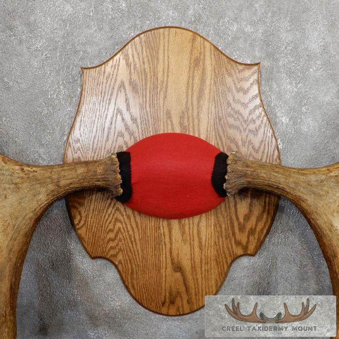 Canadian Moose Taxidermy Antler Plaque For Sale - Image 4