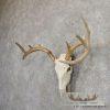 Whitetail Deer Skull European Taxidermy Mount For Sale - Image 2