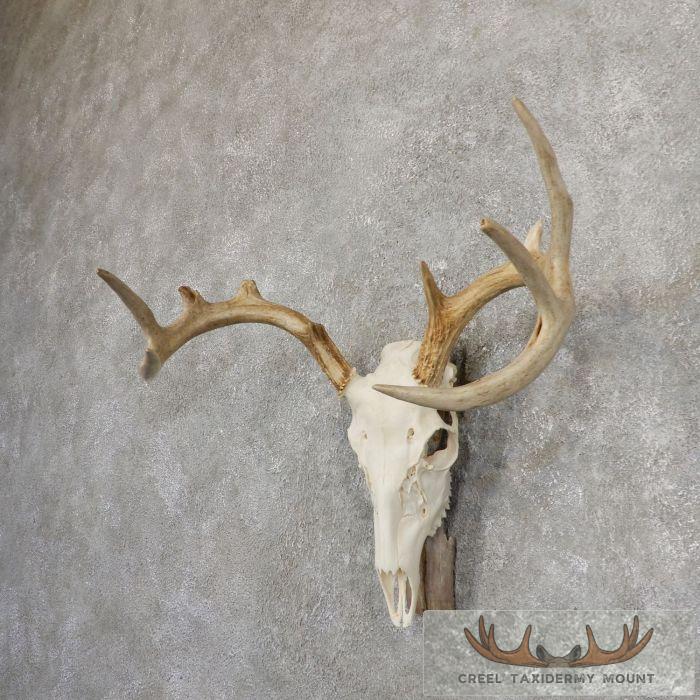 Whitetail Deer Skull European Taxidermy Mount For Sale - Image 2