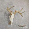 Whitetail Deer Skull European Taxidermy Mount For Sale - Image 3