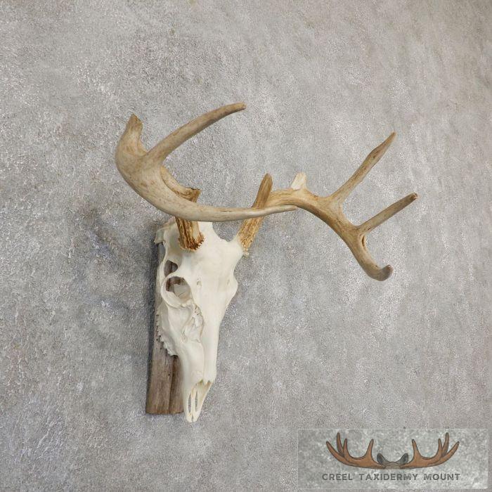 Whitetail Deer Skull European Taxidermy Mount For Sale - Image 3