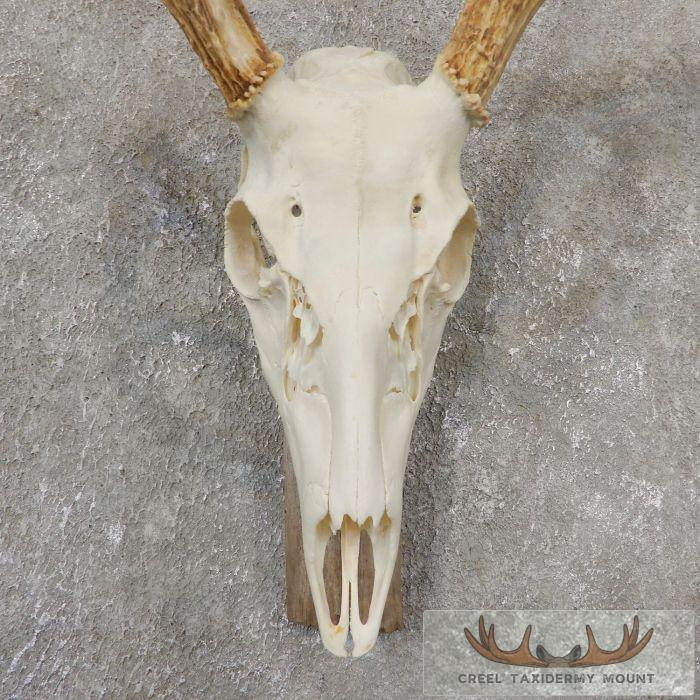 Whitetail Deer Skull European Taxidermy Mount For Sale - Image 4