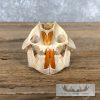 Porcupine Skull Taxidermy For Sale - Image 4