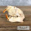 Porcupine Skull Taxidermy For Sale - Image 2